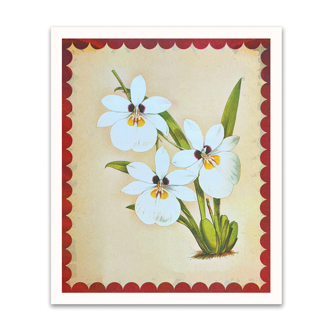 White Orchid Riso Print (10x12) (12212)