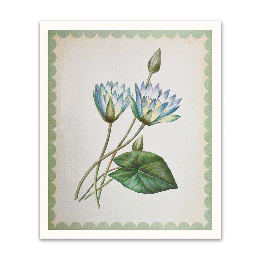 Nymphaea-Caerulea Riso Print (10x12) (12465)