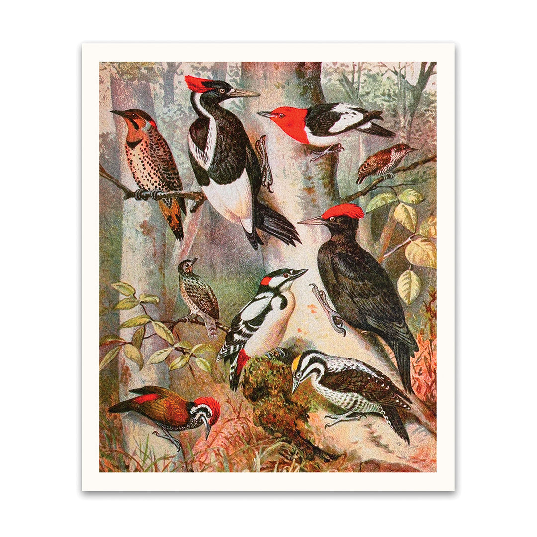 Forest Birds Riso Print (10x12) (12194)