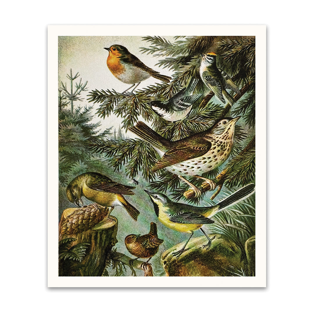 British Birds Riso Print (10x12) (12195)
