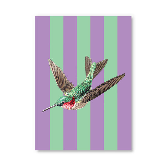 Striped Hummingbird Postcard (12336)