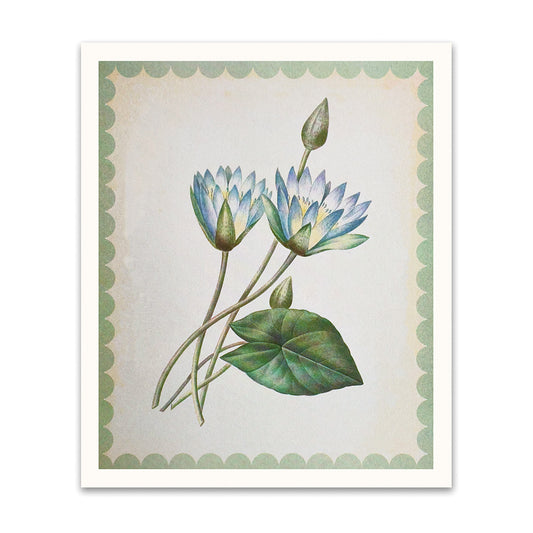 Nymphaea-Caerulea Riso Print (12x10)(12465)