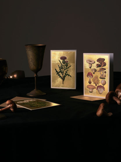 Shell Collection Greeting Card (12006)