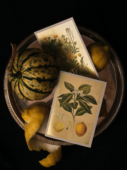 Geranium Greeting Card (12000)