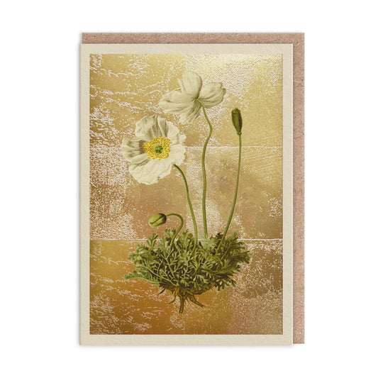 Papaver Alpinum Greeting Card (11991)