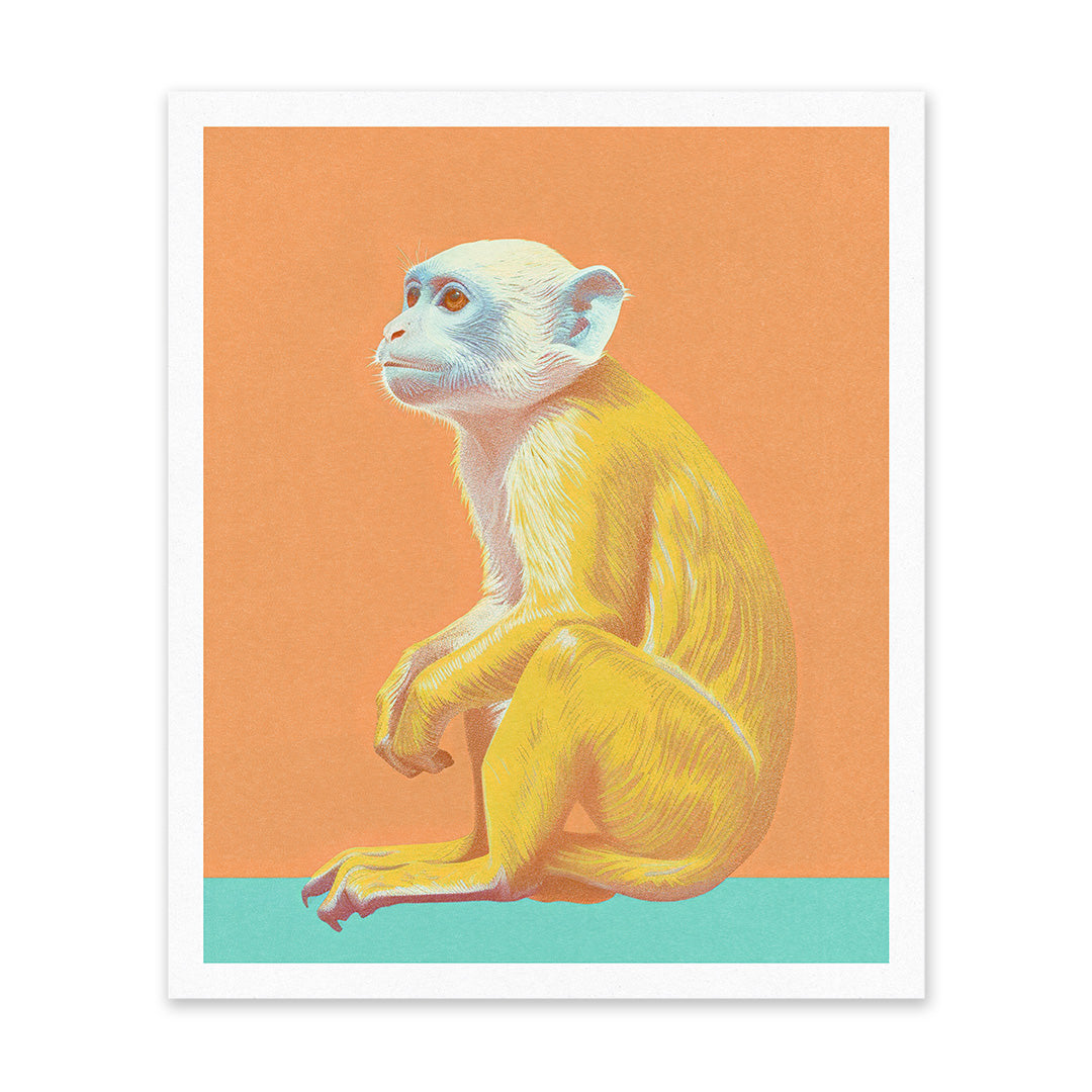 Capuchin Riso Print (12x10)(10986)