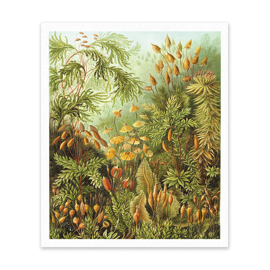 Fungi Forest Riso Print (12x10) (12622)