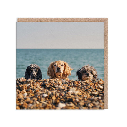 Three Beach Dogs Square Greeting Card (4849)
