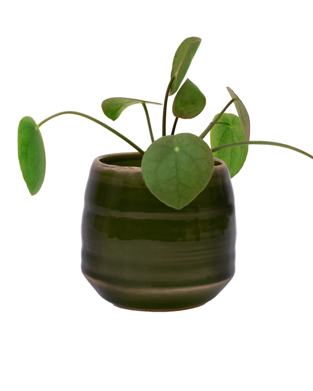 Green Cylinder Plant Pot