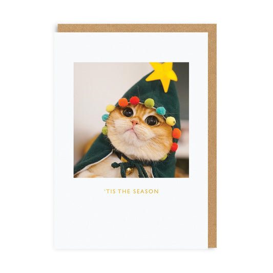 Pisco The Cat Greeting Card
