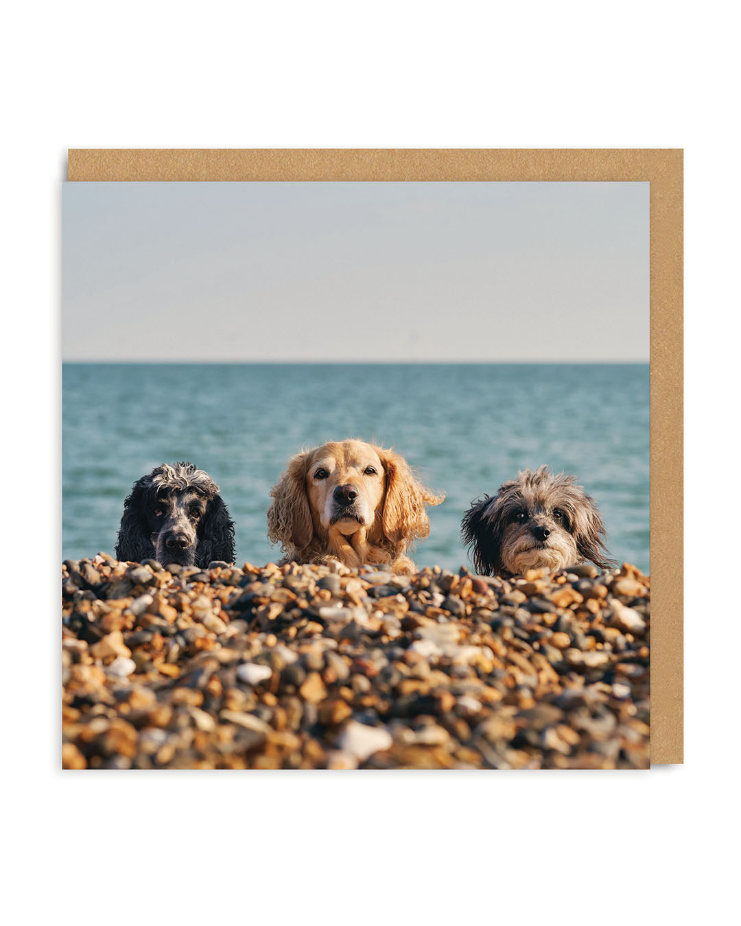Three Beach Dogs Square Greeting Card